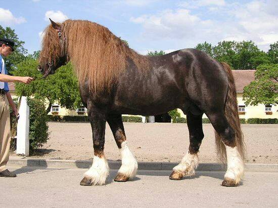 Silesian Horse